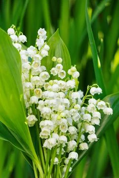 Lily of the valley Stock Photos