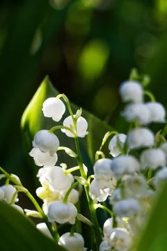 Lily of the valley Stock Photos