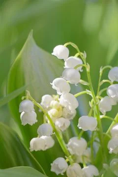 Lily of the valley Stock Photos