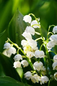 Lily of the valley Stock Photos