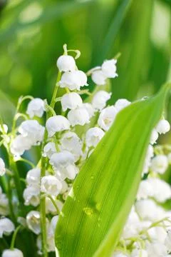 Lily of the valley Stock Photos