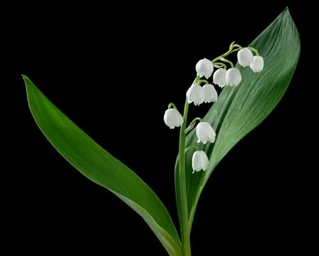Lily of the valley Stock Photos