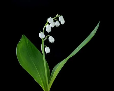 Lily of the valley Stock Photos