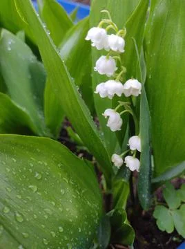 Lily of the valley Stock Photos