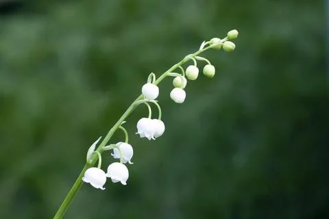 Lily of the Valley Stock Photos