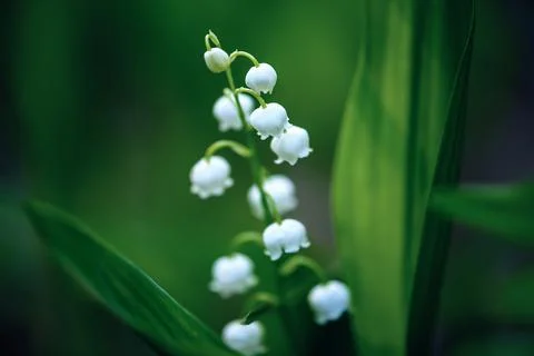 Lily of the valley Stock Photos