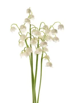 Lily of the valley Stock Photos