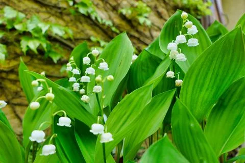 Lily of the Valley. Foto stock