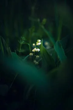 Lily of the valley Stock Photos