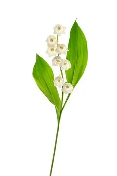 Lily of the valley Stock Photos