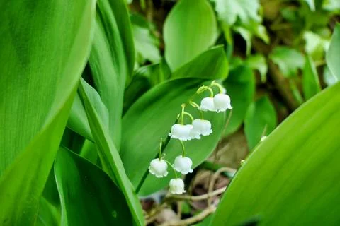 Lily of the Valley. Stock Photos