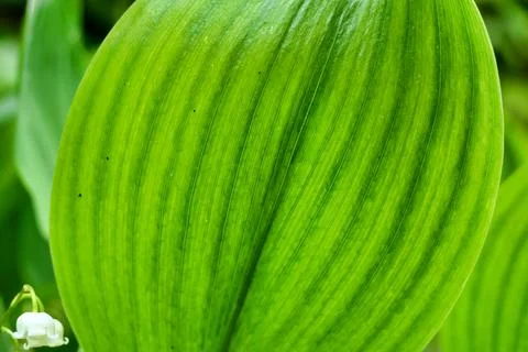 Lily of the Valley. Stock Photos
