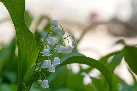 Lily of the valley Фото