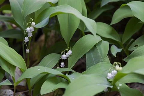 Lily of the valley 스톡 사진