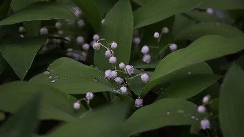 Lily of the valley in the rain Stock Footage 75829986