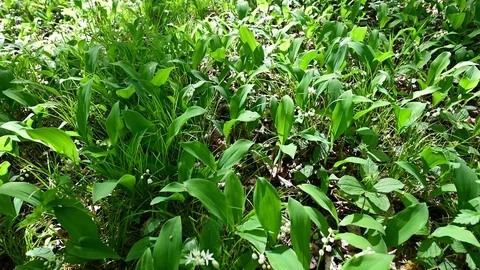 Lily of the valley in a riverside forest Stock Footage 129432249