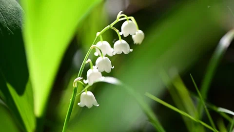 Lily of the valley in a riverside forest Vidéo 129432392