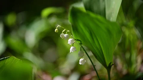 Lily of the valley in a riverside forest Stock Footage 129432552