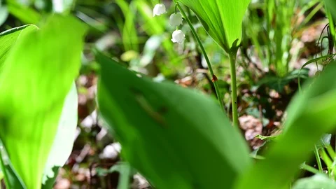 Lily of the valley in a riverside forest Stock Footage 129432613