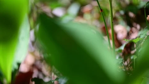 Lily of the valley in a riverside forest Vidéo 129432998