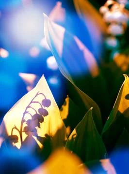 Lily of the valley. Shadow 스톡 사진