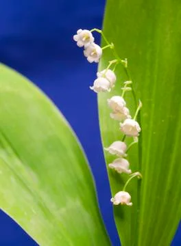 Lily of the valley, small depth of sharpness.. Stock Photos