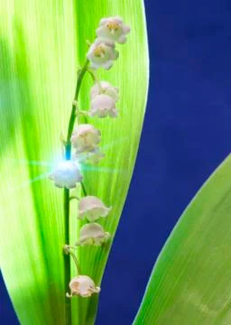 Lily of the valley, small depth of sharpness.. Stock Photos