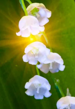 Lily of the valley, small depth of sharpness.. Stock Photos
