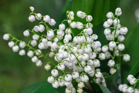 Lily of the valley spring background macro Stockfoto's