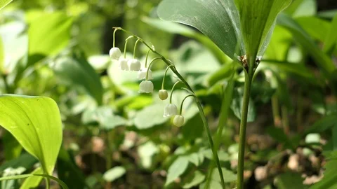 Lily Of The Valley On A Spring Day In The Forest Stock Footage 90065572