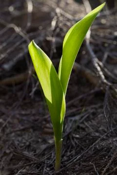 Lily of the valley in spring Stock Photos