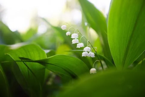 Lily of the valley spring Stock Photos