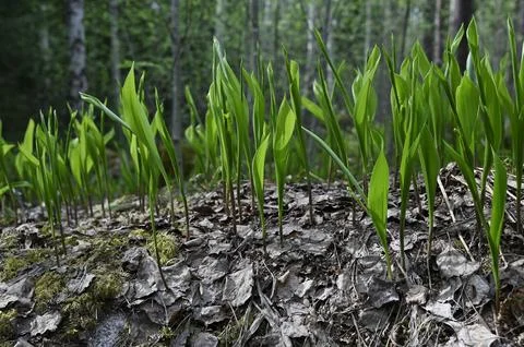 Lily of the valley sprouts make their way through withered leaves in the spri Stock Photos