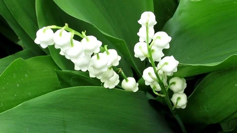 Lily of the valley, tiny white flowers over green leaves 動画素材 108242507