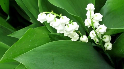 Lily of the valley, tiny white flowers over green leaves 動画素材 108243858