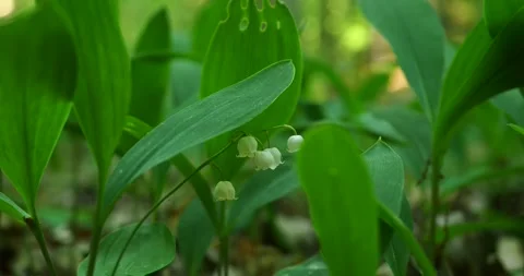 Lily of the Valley in Wkrzańska Forest with Bird Songs, Szczecin Poland Vídeos de archivo 335792053