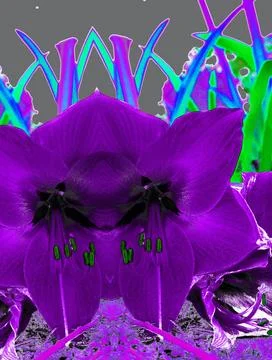 Lily vibrant  reflection purple effect Illustrazione stock