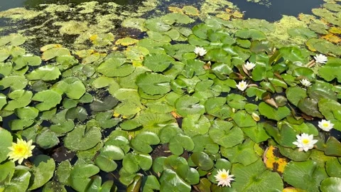 Lily on the water Stock Footage 247932534