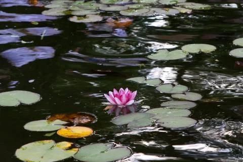 Lily on the water Stock Photos