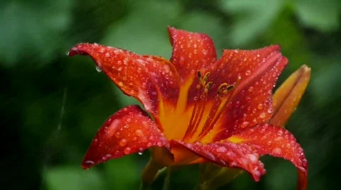 Lily Watered Stock Footage 770060