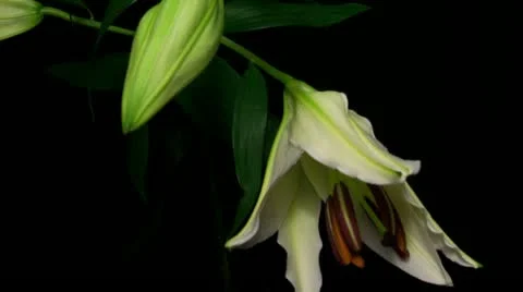 Lily white 10A 1 close up Stock Footage 20433863