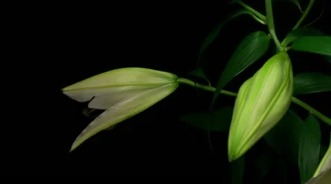 Lily white 10A 3  close up Stock Footage 20433896