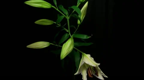 Lily white 10A Stock Footage 20433842