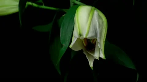 Lily white 10B close up Stock Footage 20433980