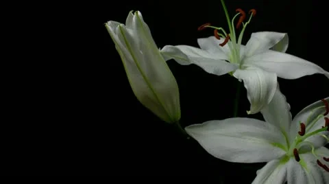 Lily white 11A  large 3 Stock Footage 20433939