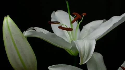 Lily white 11A  large Stock Footage 20433966