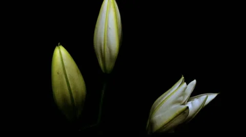 Lily white 11B large Stock Footage 20433991