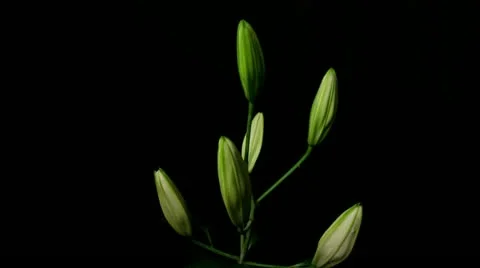 Lily white 12B failed to open Stock Footage 20433862