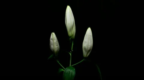 Lily white 13A failed to open Stock Footage 20433810