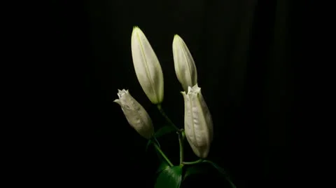 Lily white 13B failed to open Stock Footage 20433900